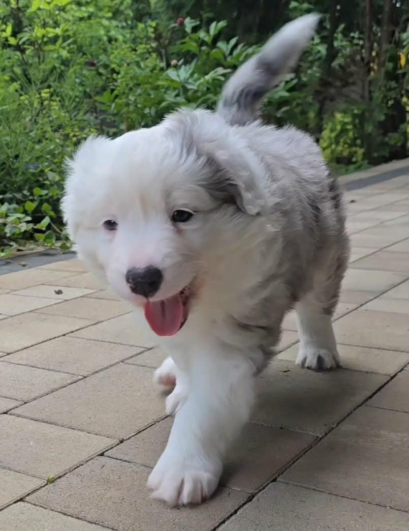 Szczeniak Border Collie FCI /ZKwP - 2