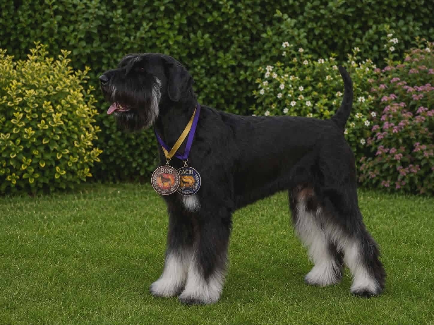 RIESEN SCHNAUZER - 2