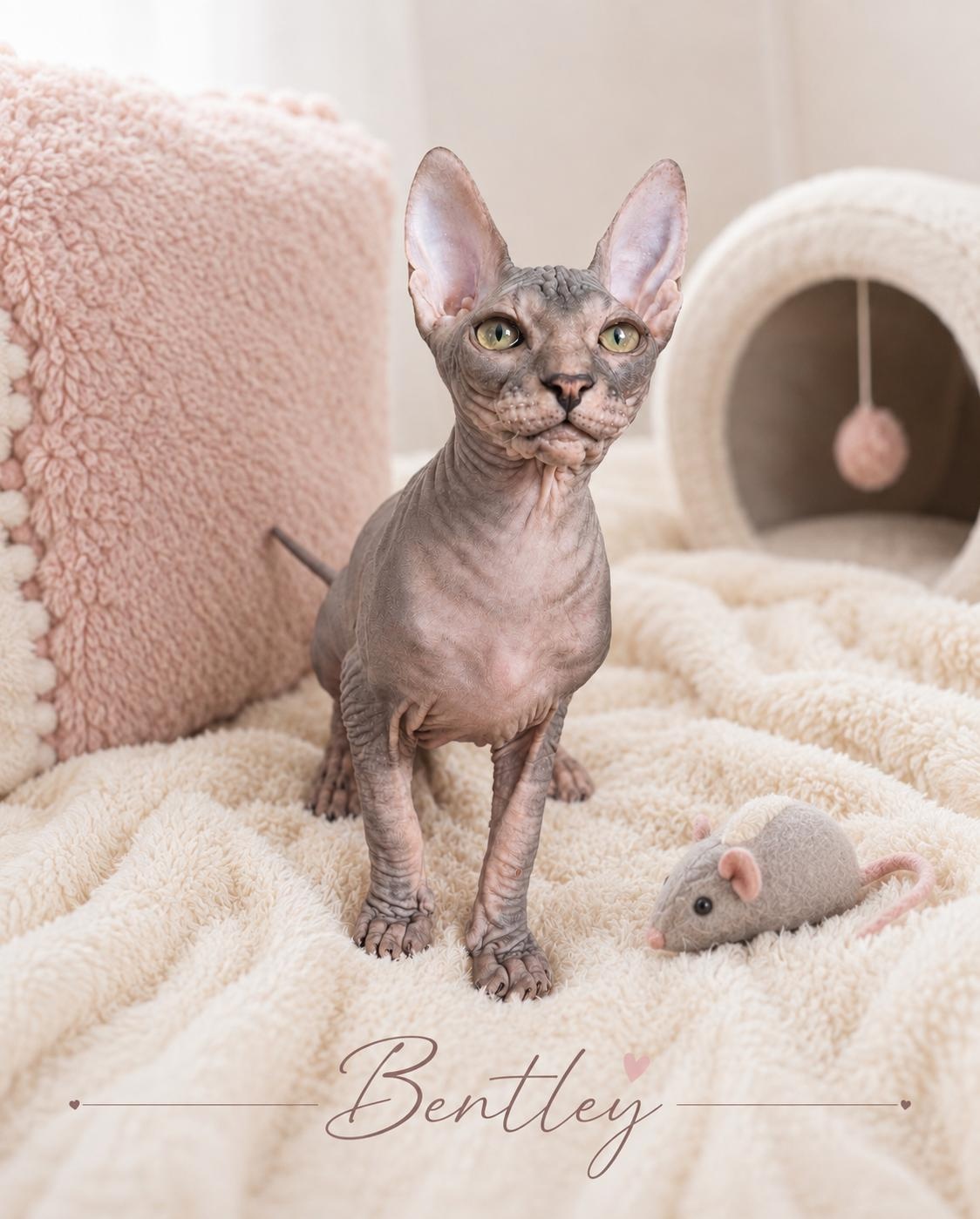 Don sphynx - 2