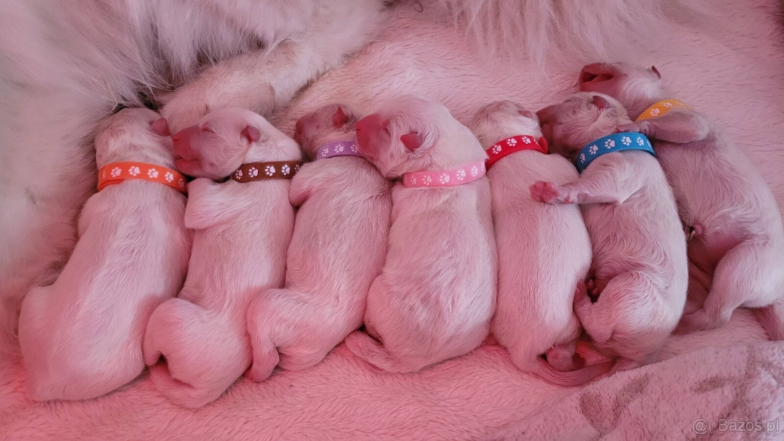 Szczenięta Samoyed ZKwP / FCI koniec marca / kwietnia - 2