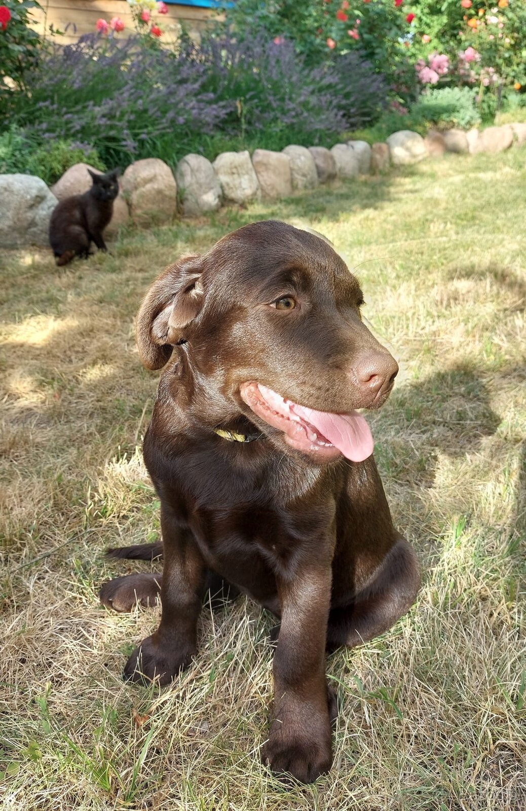 Labrador czekoladowy szczenię-piesek - 2