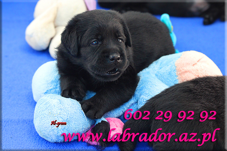 Labrador retriever czarne szczenięta - 2