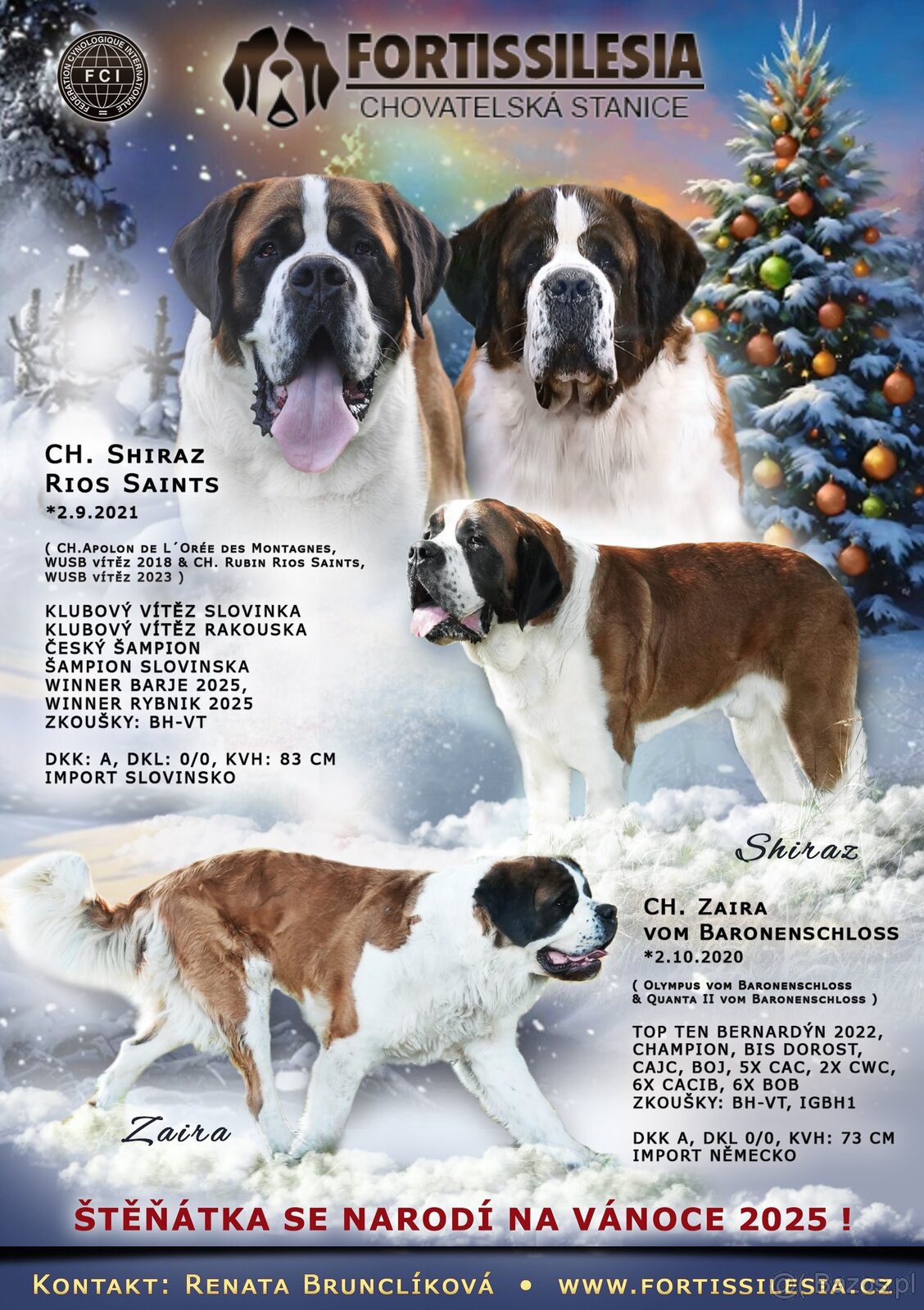 Bernardyn-szczenięta - 2