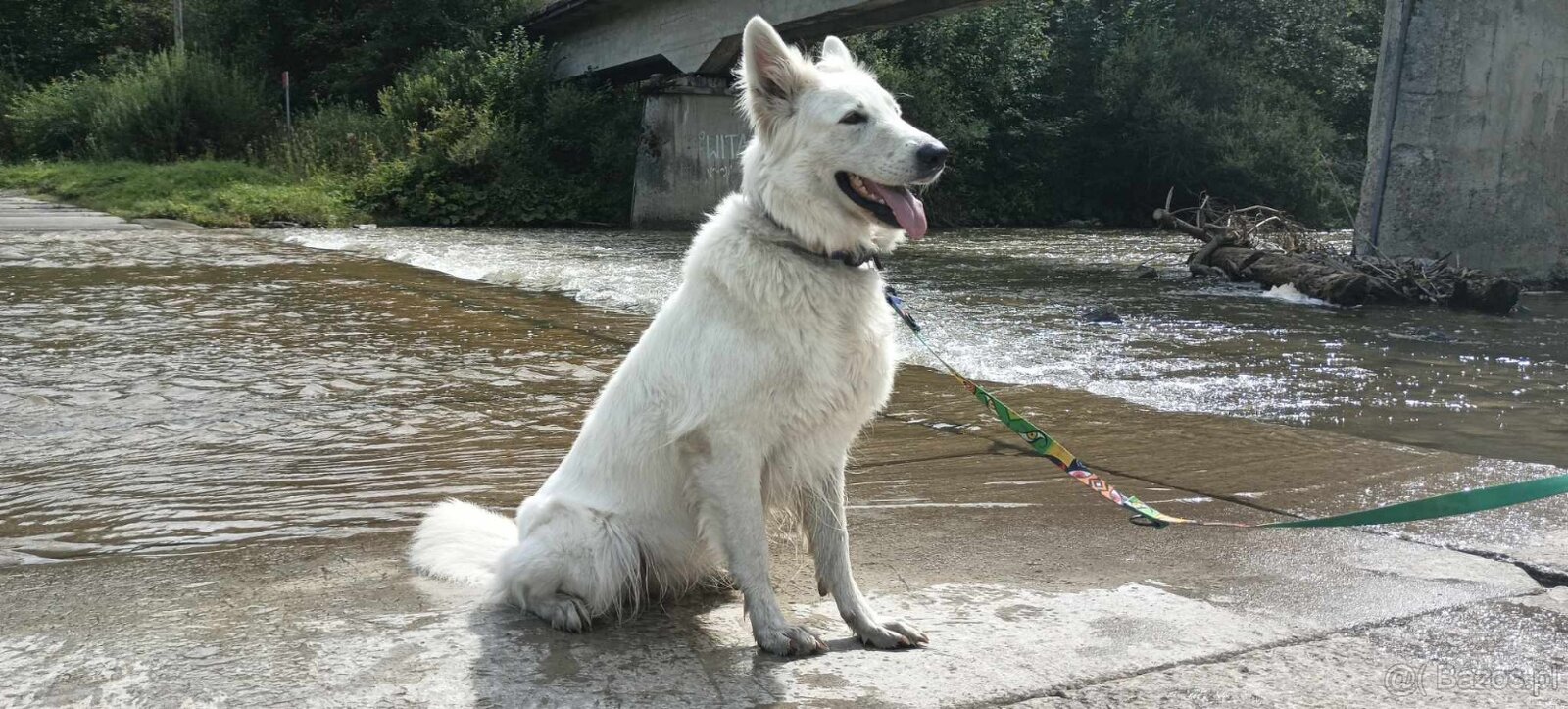 Biały Owczarek Szwajcarski hodowla Rivulus FCI - 2