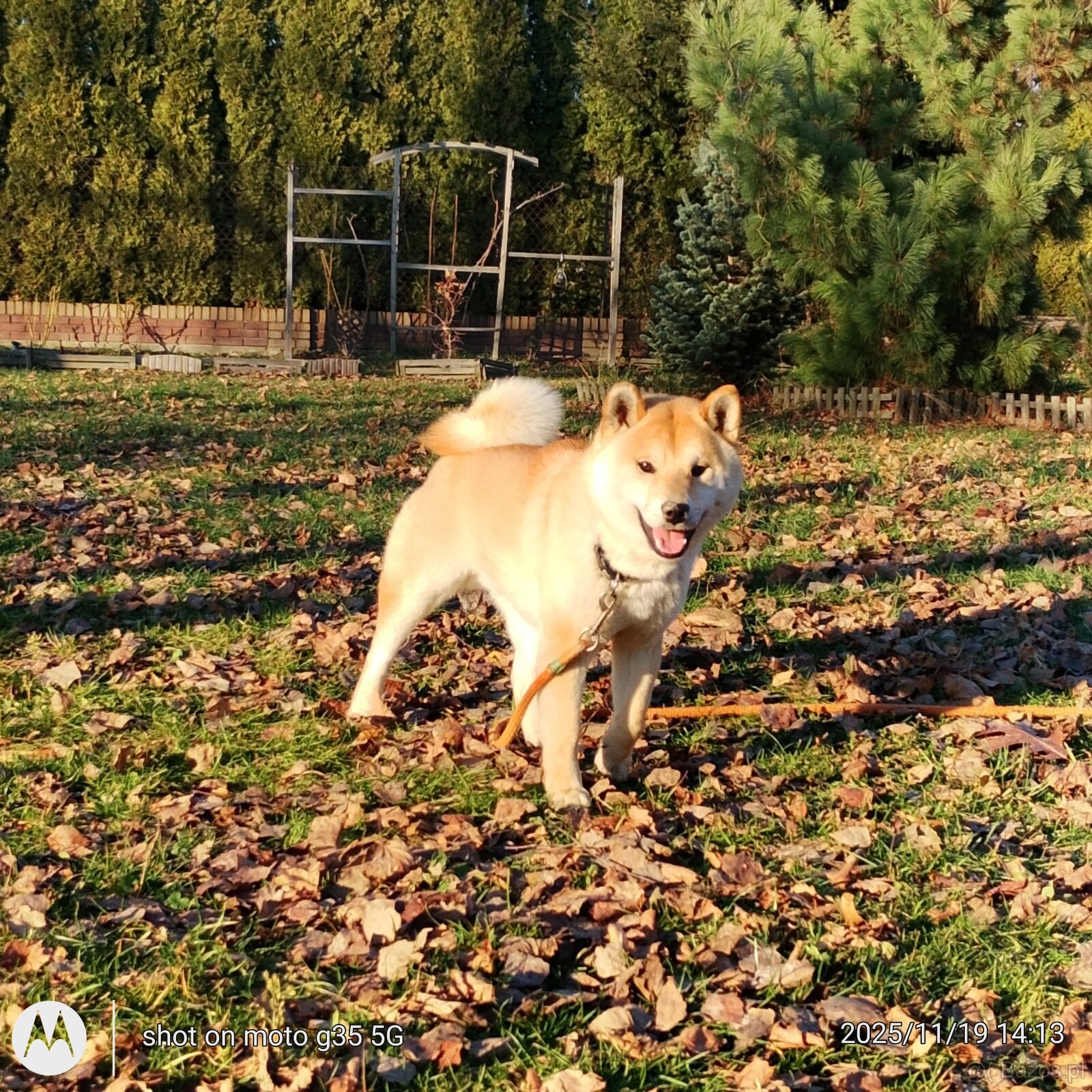 Shiba Inu czerwony sympatyczny piesek - 2