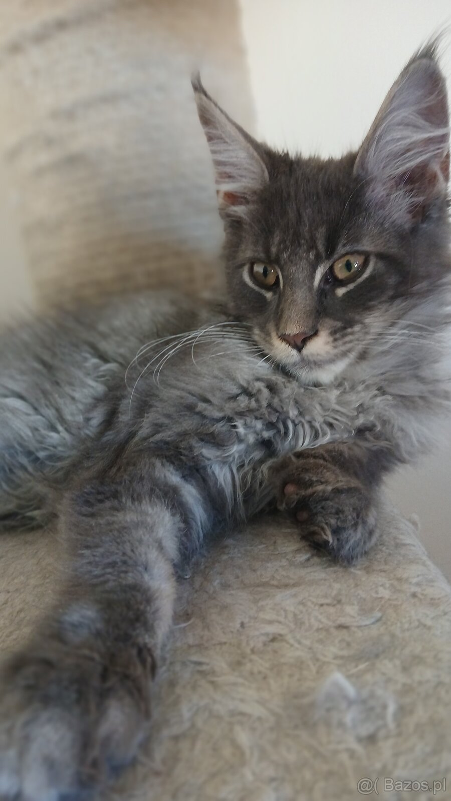 Maine coon FPL - 2