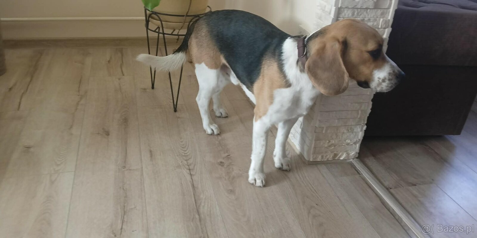 Beagle szuka partnerki - 2