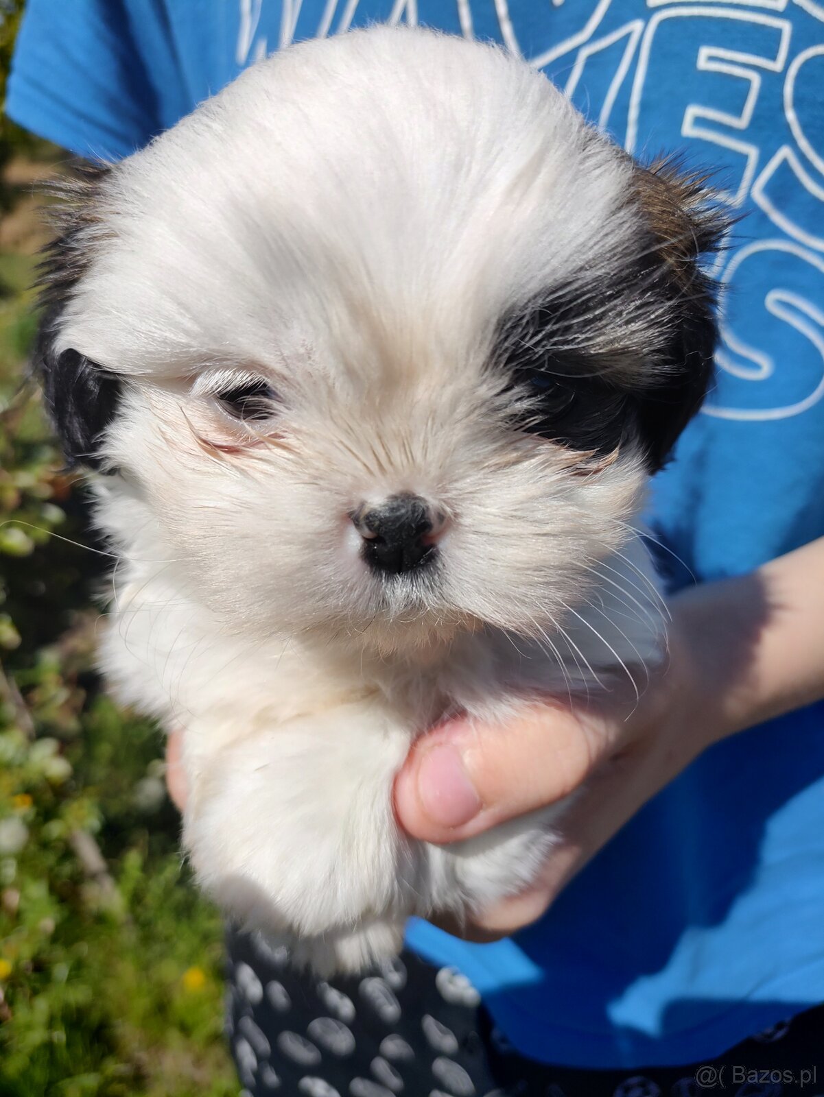 Suczka mieszanka pekińczyk shih-tzu - 2