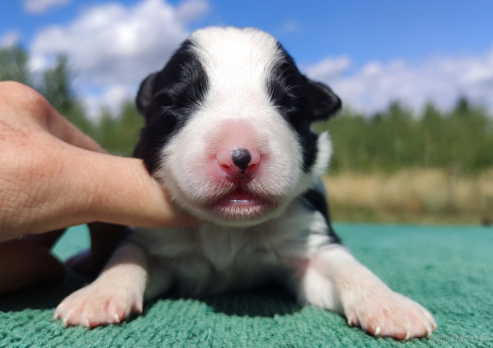 Prześliczna Suczka BORDER COLLIE - pełna dok. super rodzice - 2