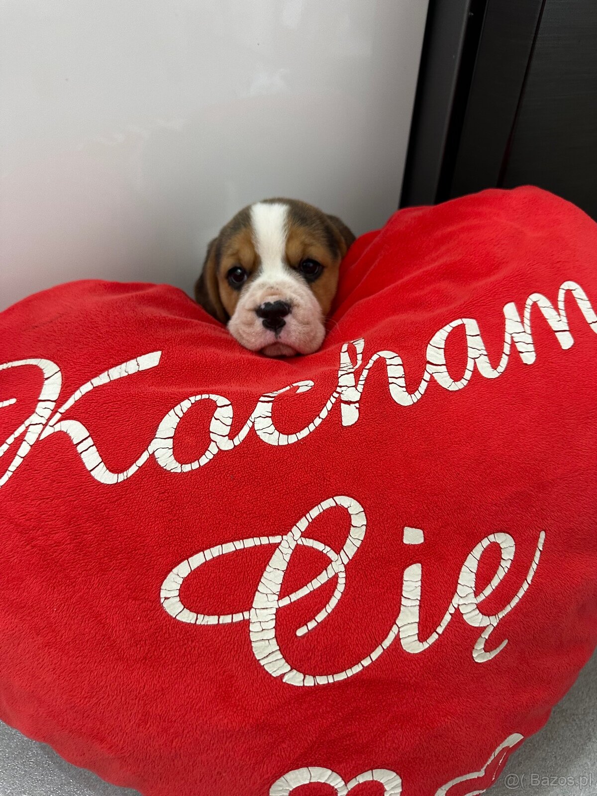 Beagle szczeniak - 2