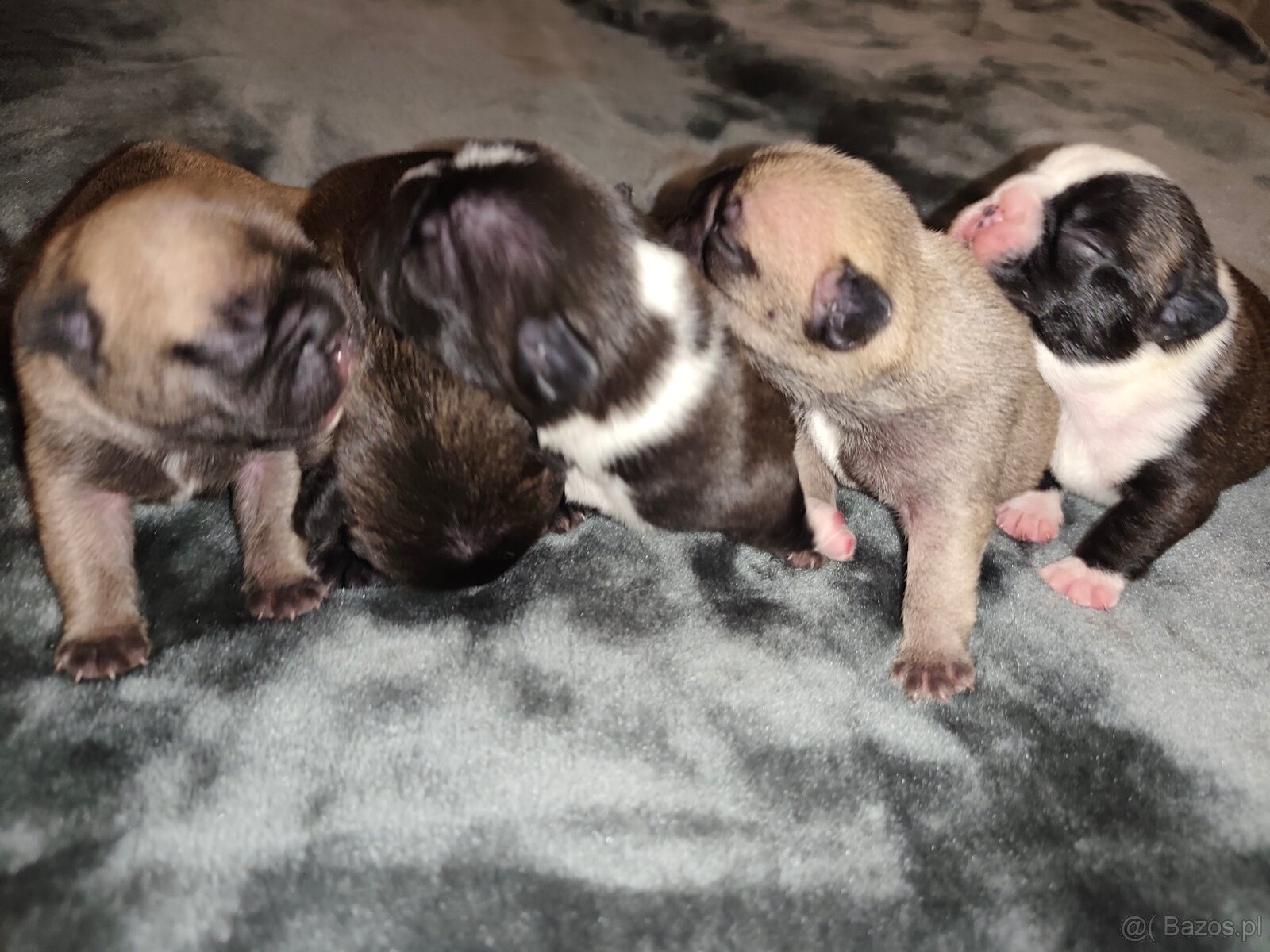 Buldog francuski - 2