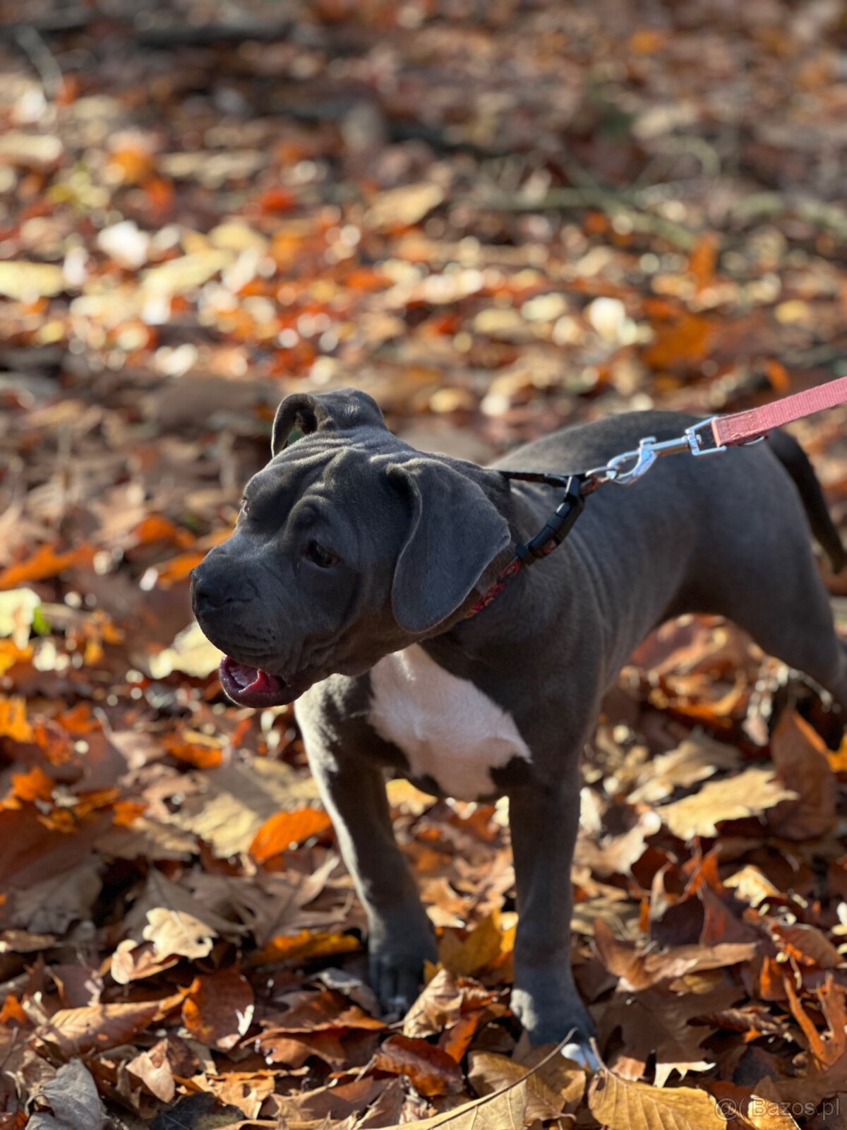 American bully blue - 2