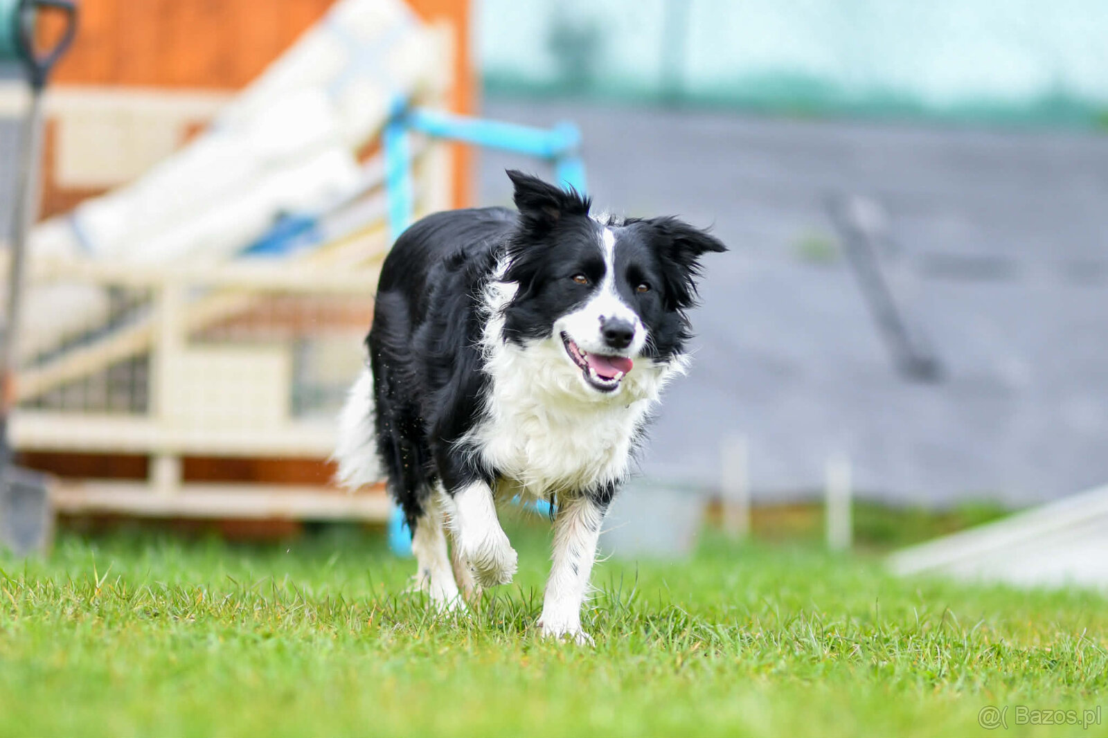 ZAPOWIEDŹ MIOTU Border Collie FCI/ZKwP - 2