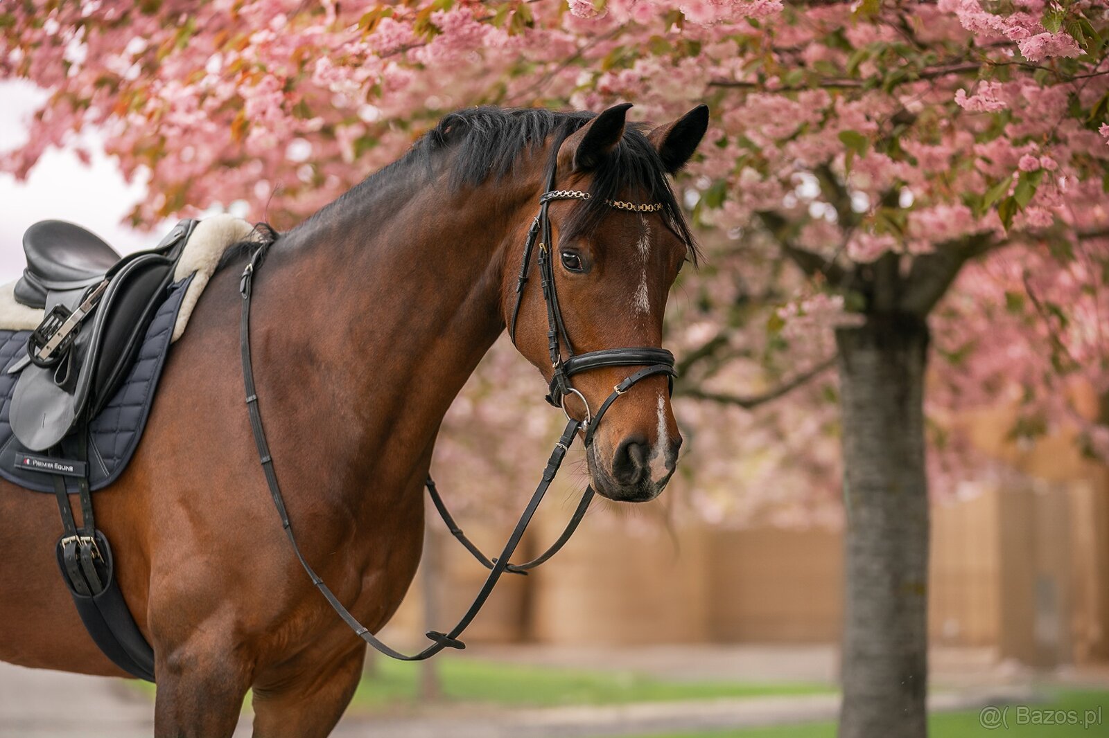 KWPN - 9-letnia klacz - 2