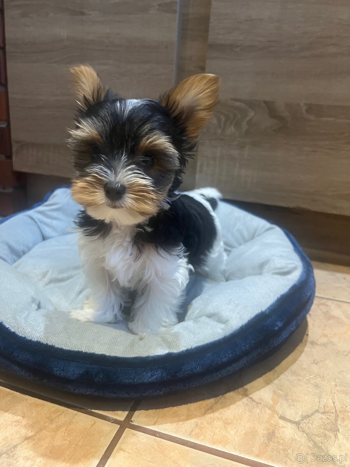 Yorkshire Terrier Biewer - 2