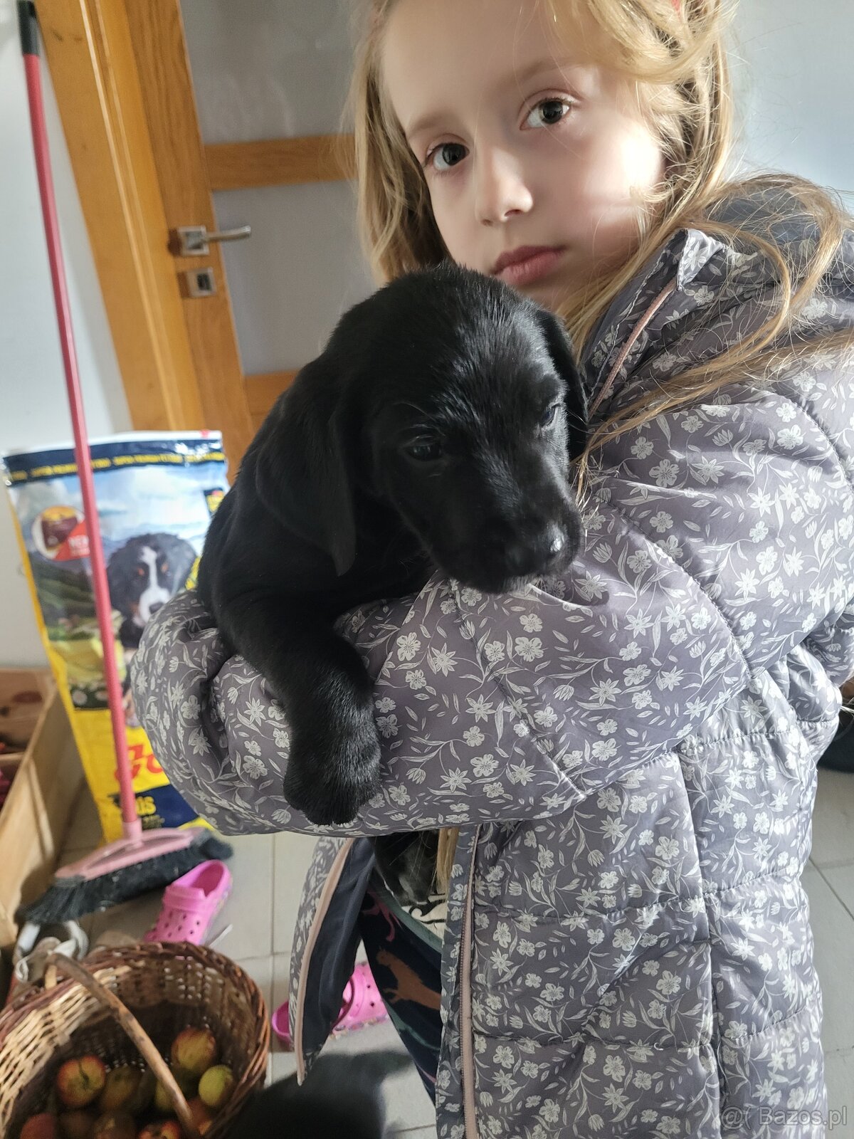 Szczeniaki wyżeł niemiecki - 2