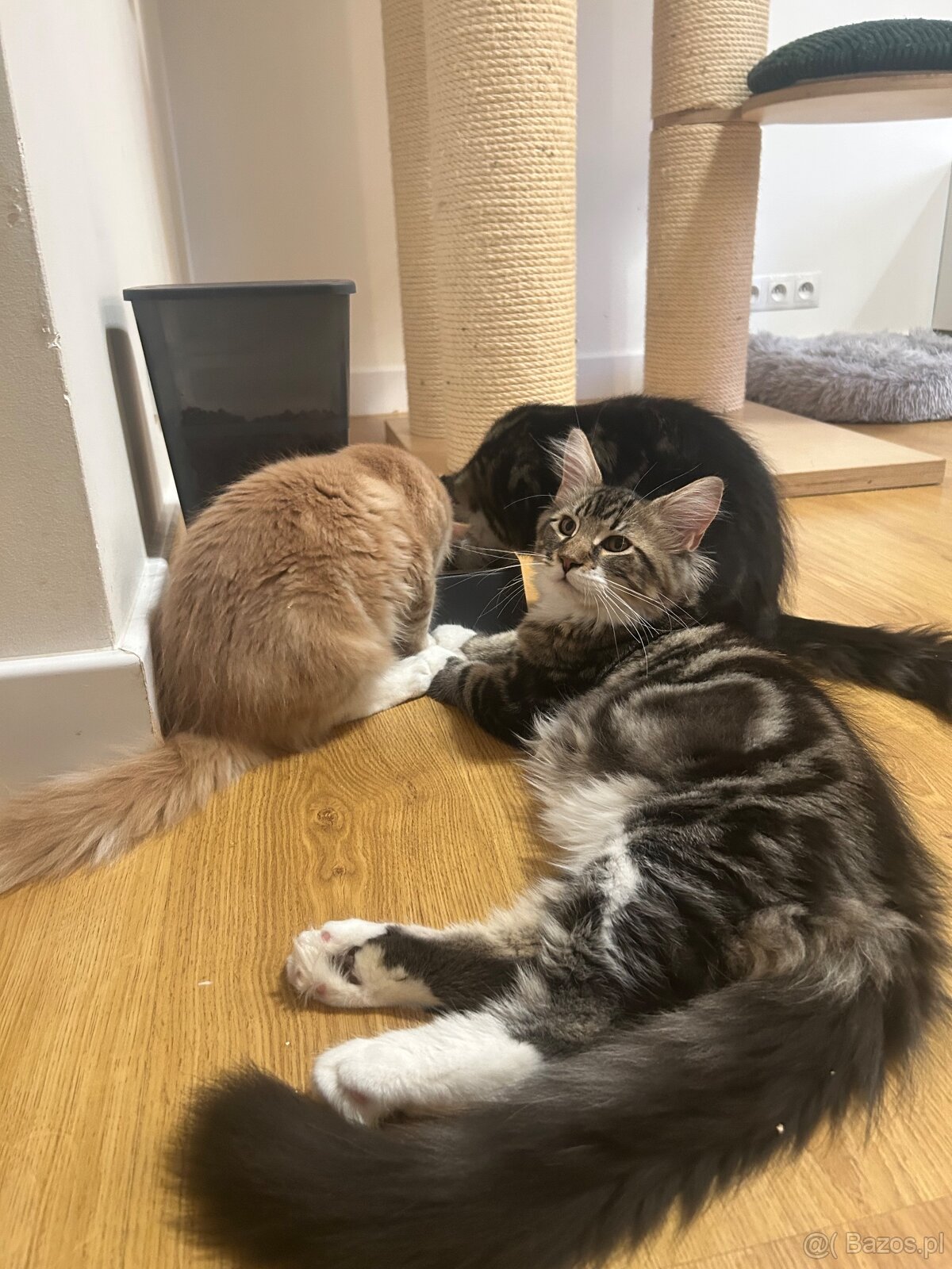 Maine Coon - 2
