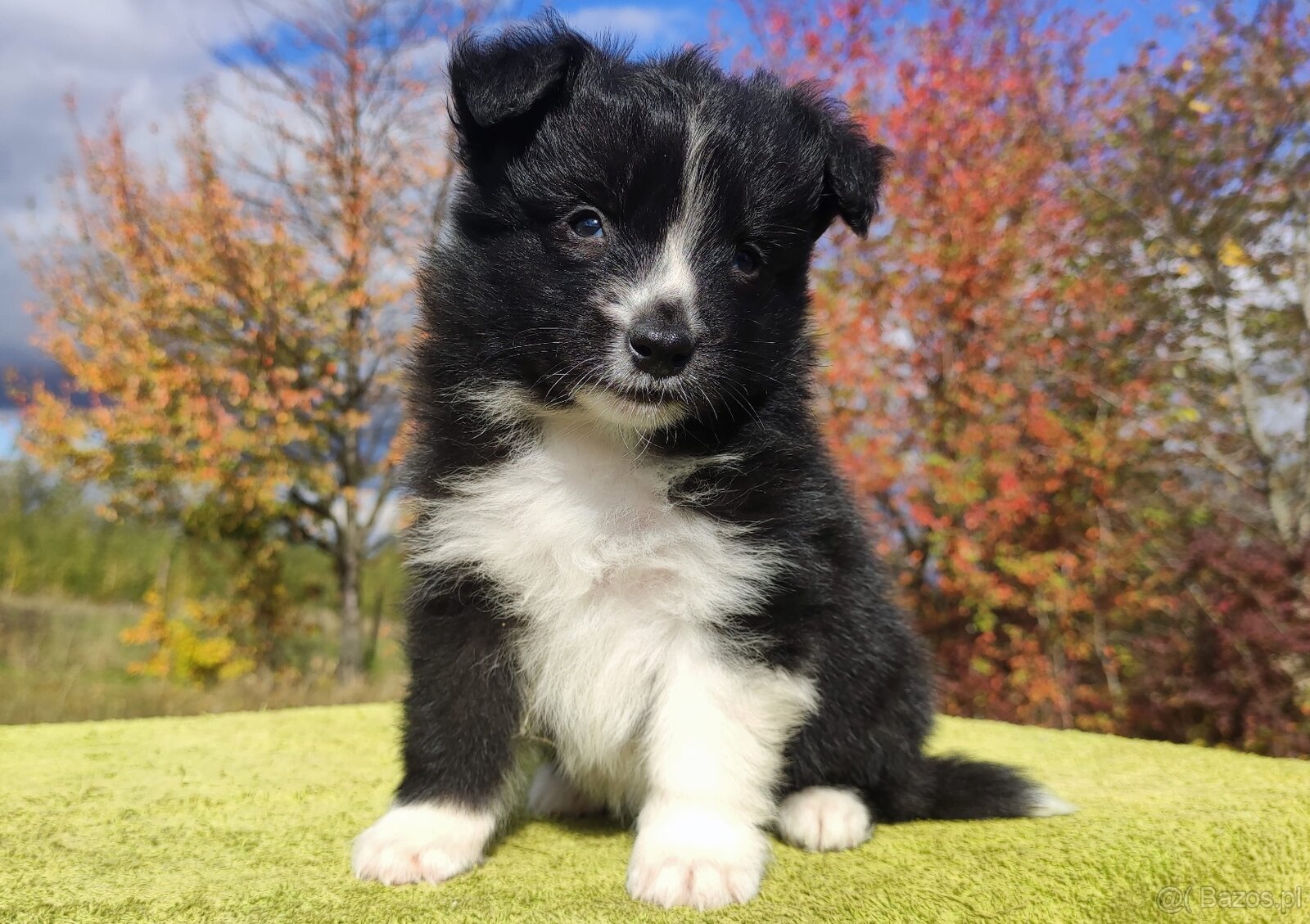 Cudny Pies GROSZEK - BORDER COLLIE z pełną dok. super rodzic - 2