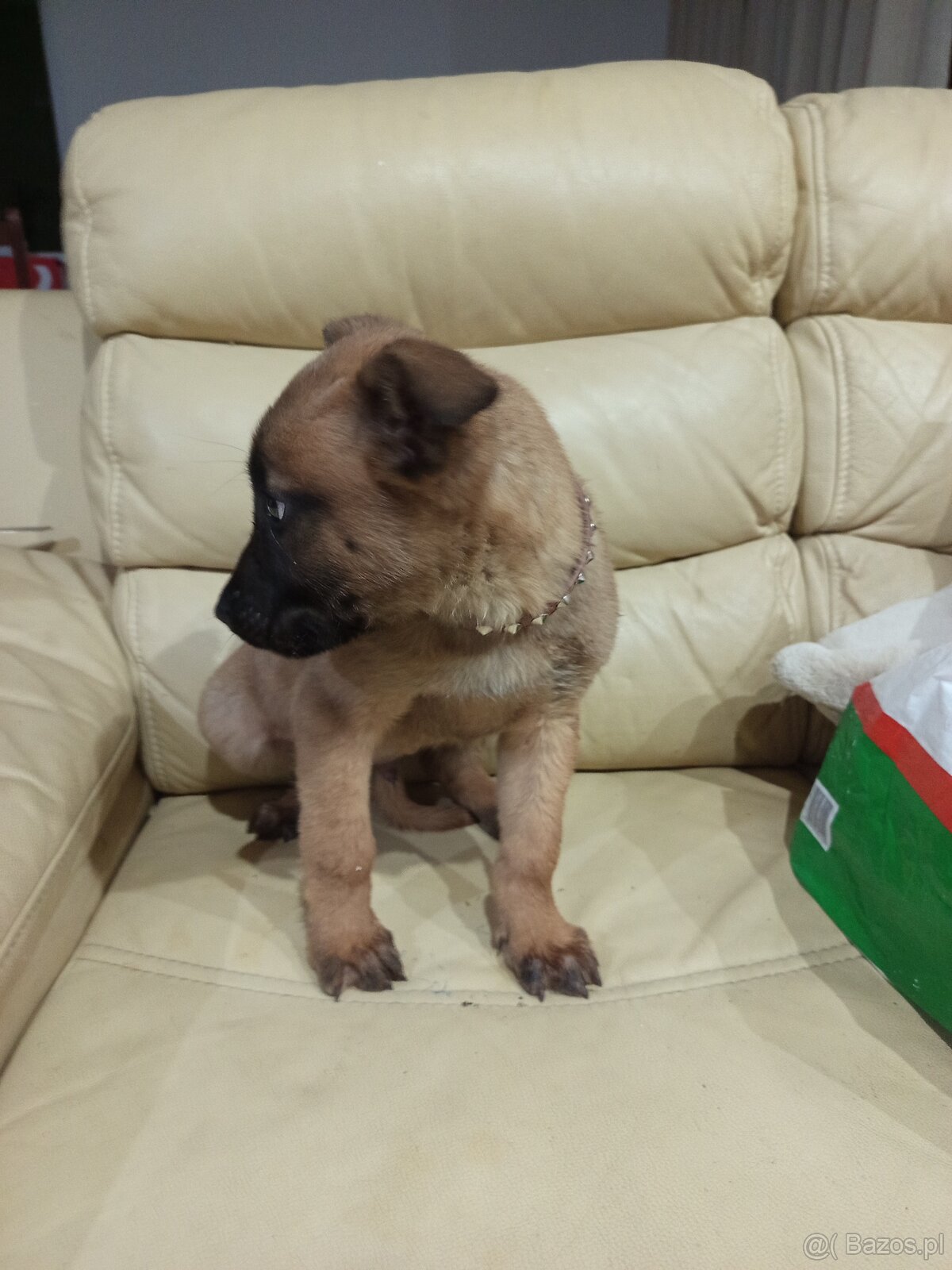 Owczarek belgijski - 2