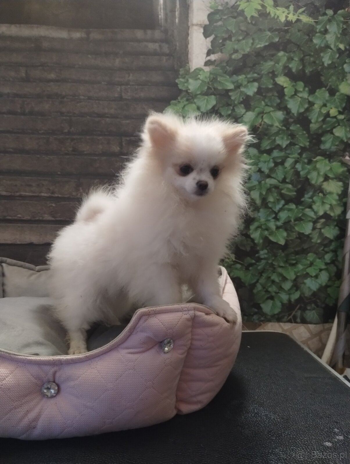 5 miesięczne suczka szpic miniaturowy -Pomeranian - 2