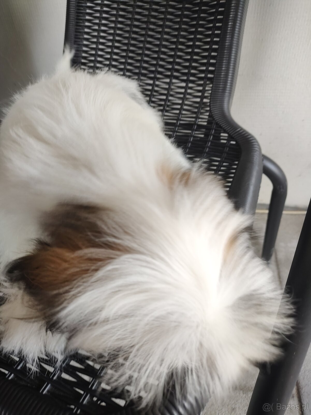 Suczka mieszanka pekińczyk shih-tzu - 2
