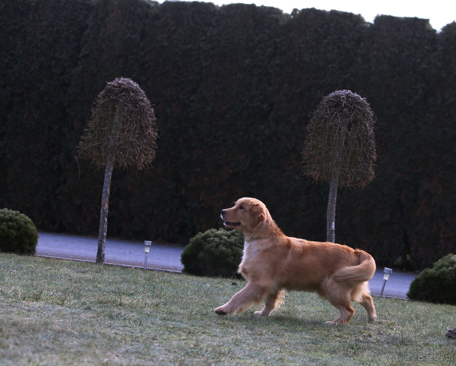 GOLDEN RETRIEVER-złote, ZKwP/FCI, typ amerykański - 2