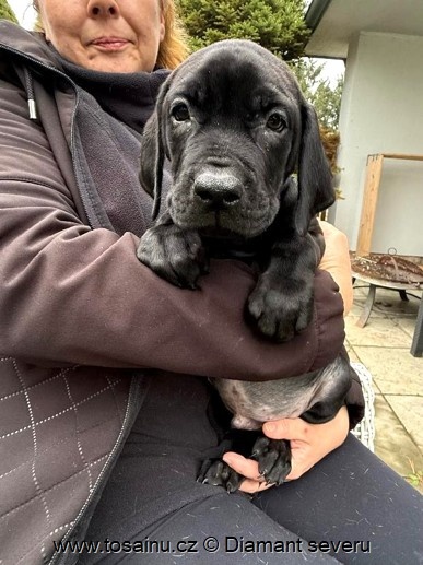 Tosa inu - wesoły szczeniak o rzadkim czarnym umaszczeniu z - 2