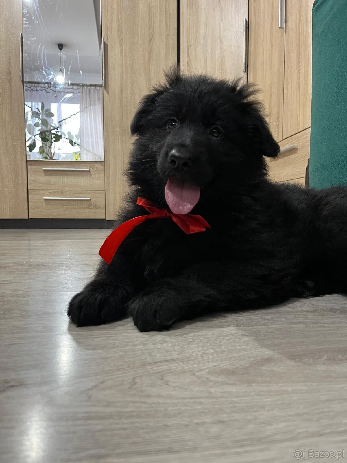 Owczarek niemiecki długowłosy czarny FCI - 2