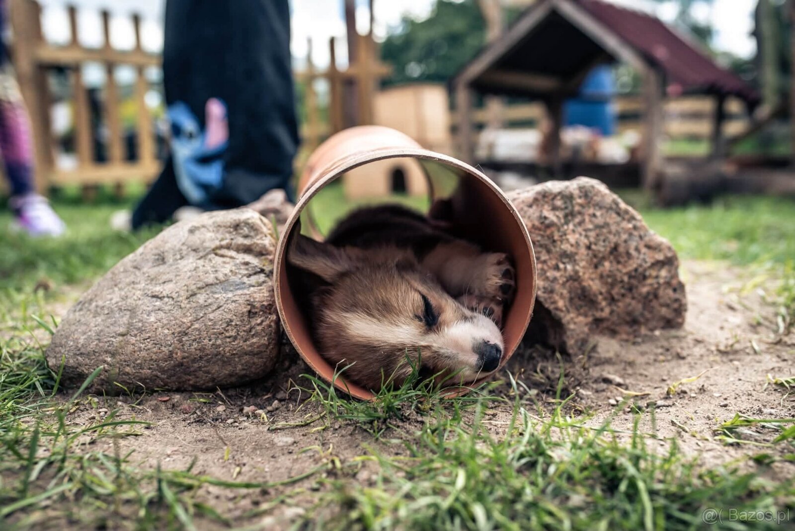 Kto pokocha szczenię Welsh Corgi? - 2