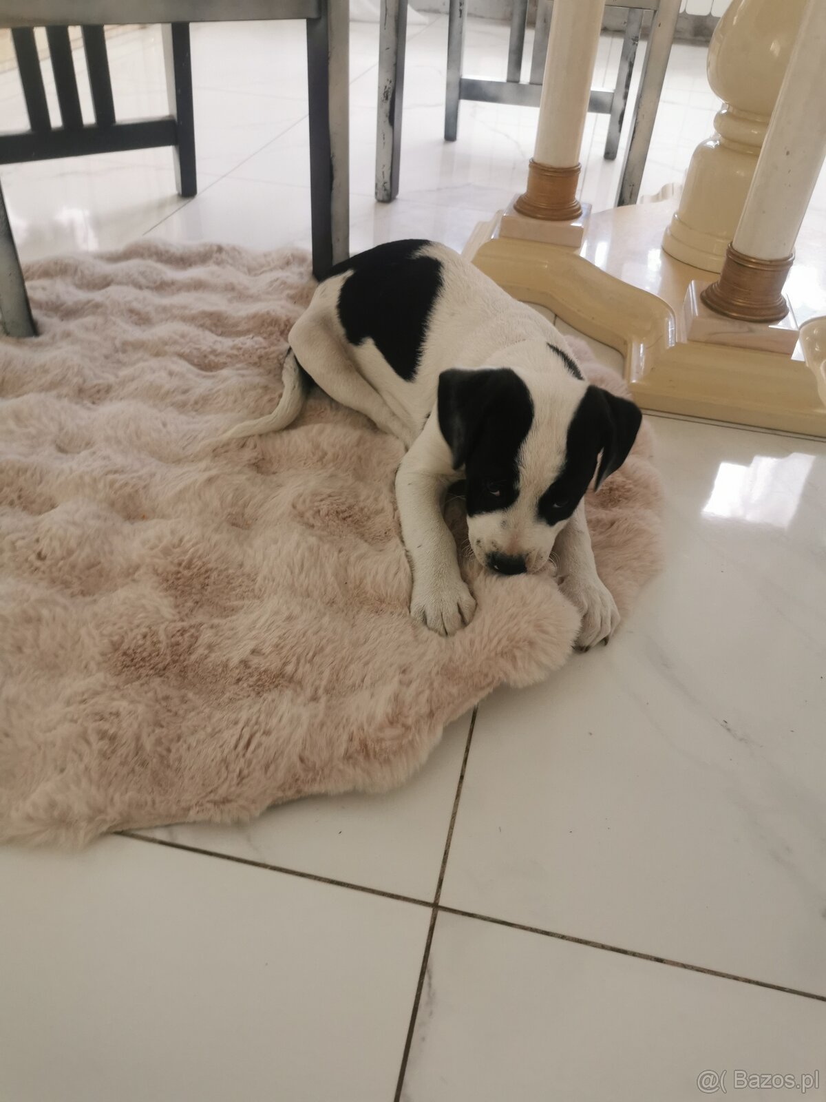 Suczka i piesek amstaff - 2