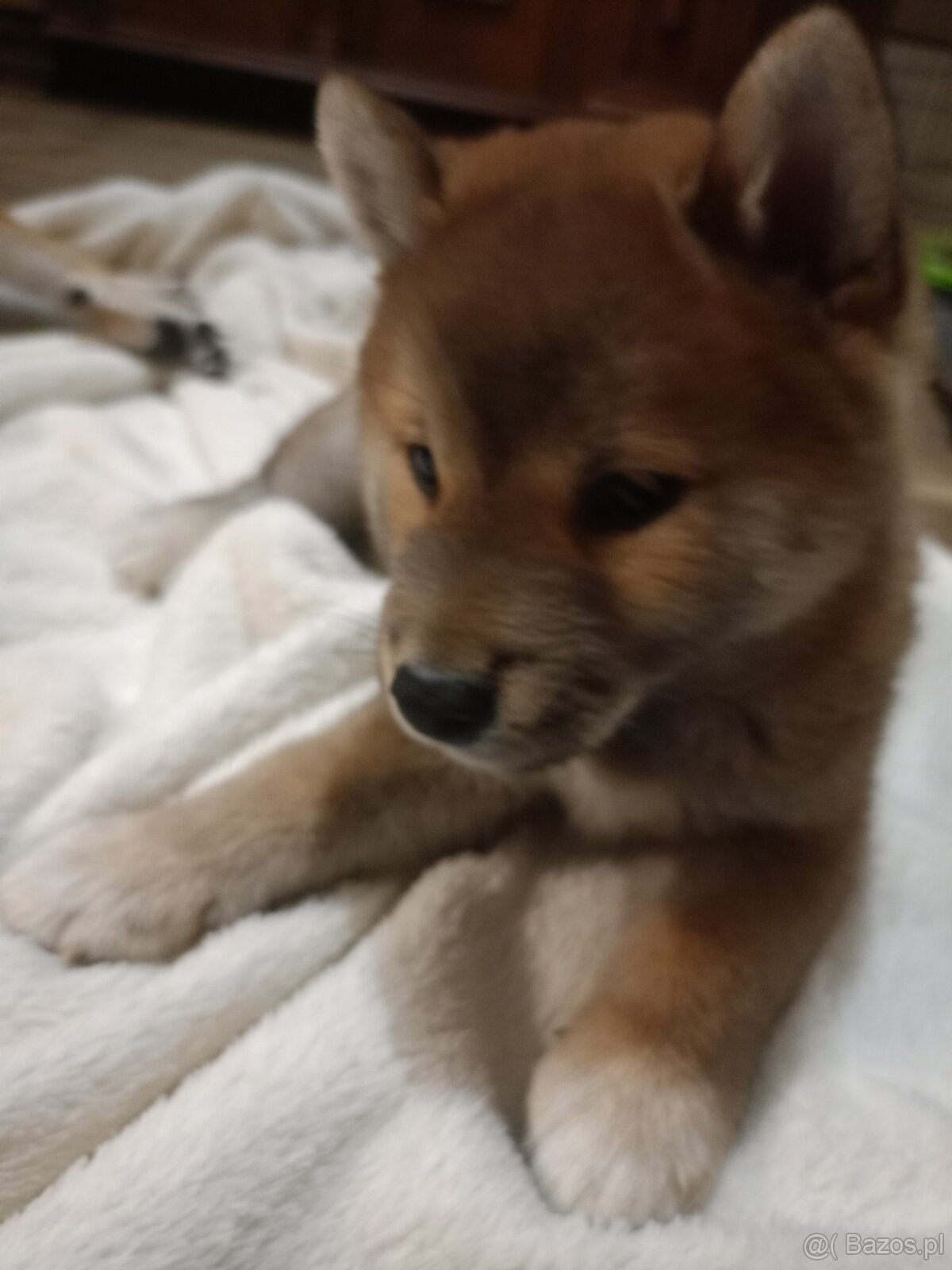 Shiba inu ZkwP FCI szczeniaczki - 2