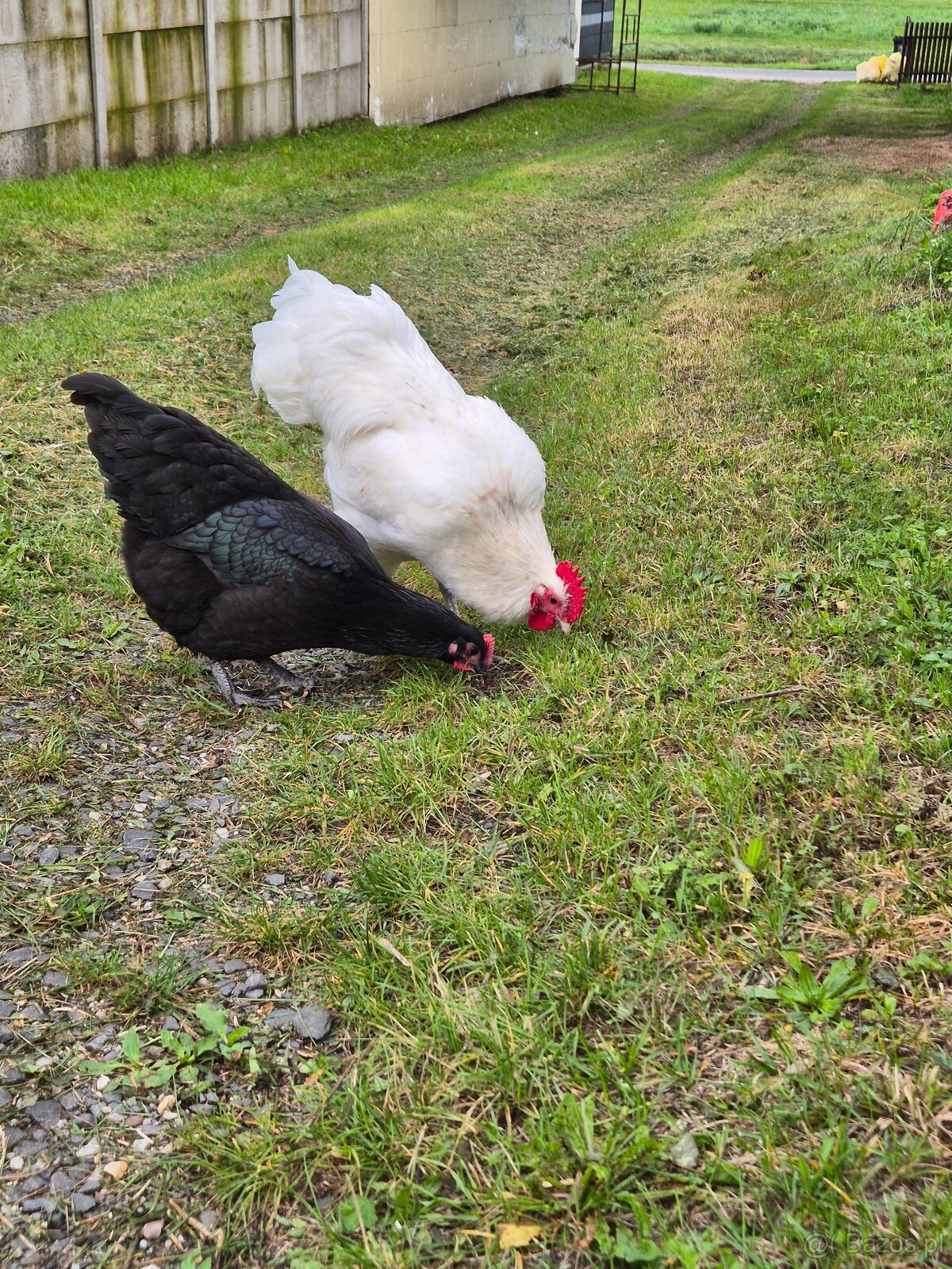 Biały kogut Australorp (gen recesywny) - 2