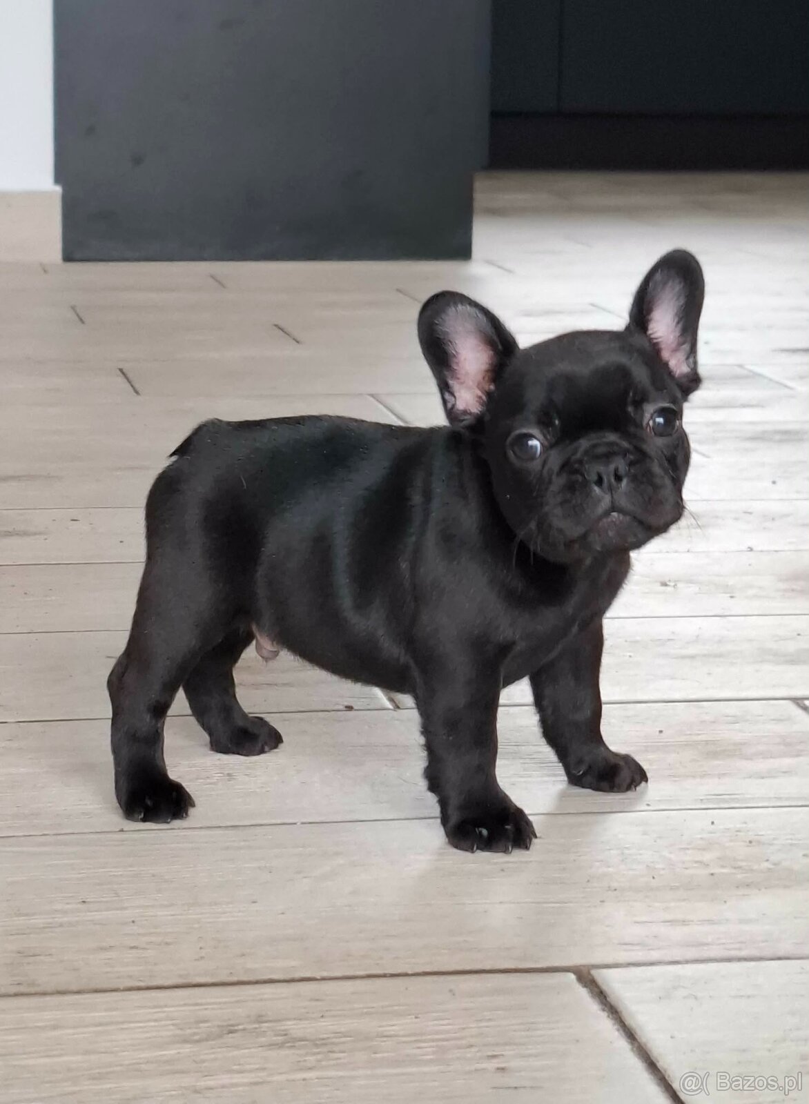 Buldog francuski chłopiec pręgowany ciemny FCI wystawowy - 2