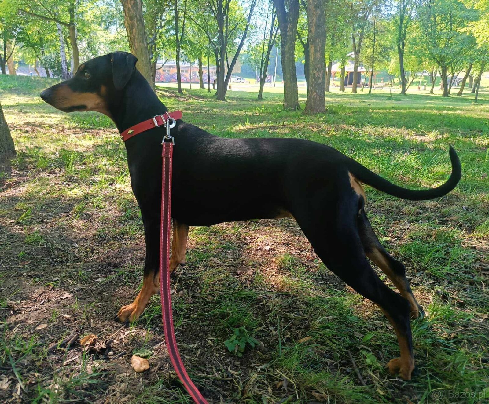 Pinczer średni niemiecki - 2