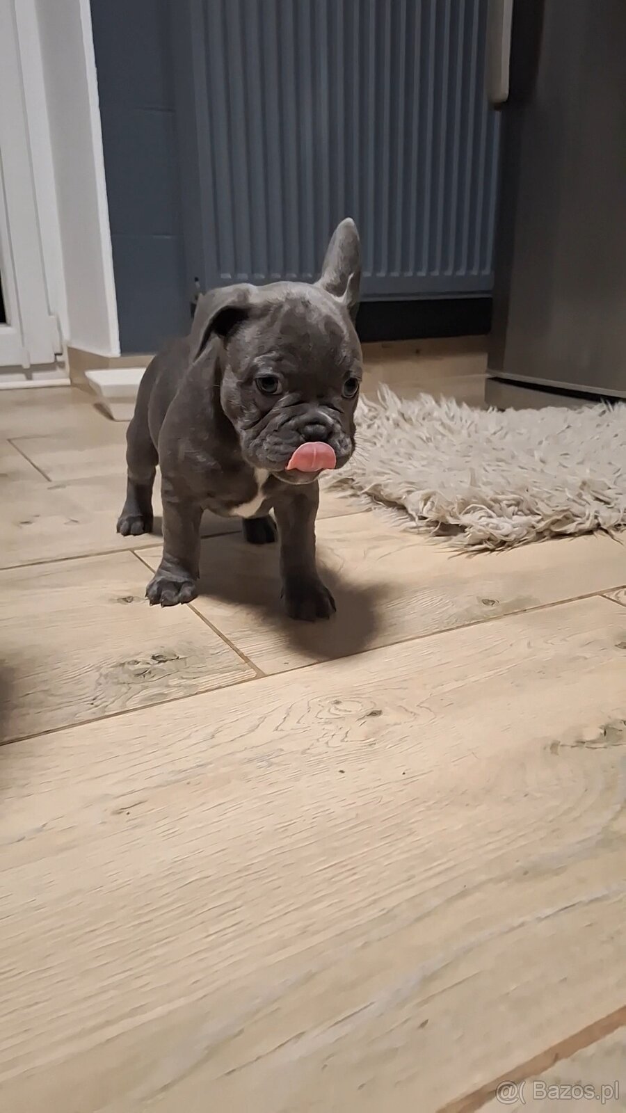 Buldog francuski szczeniaki - 2