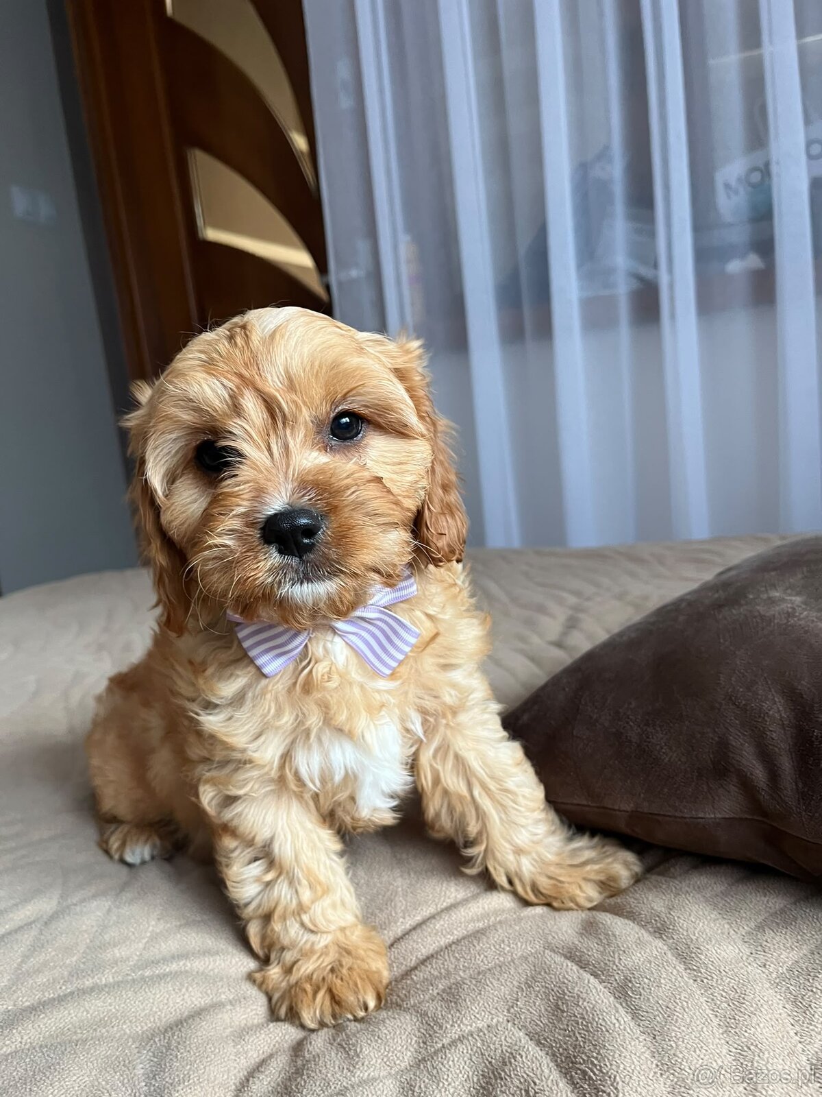 Cavapoo - cudowny, kochany piesek szuka domu ❤️ - 2