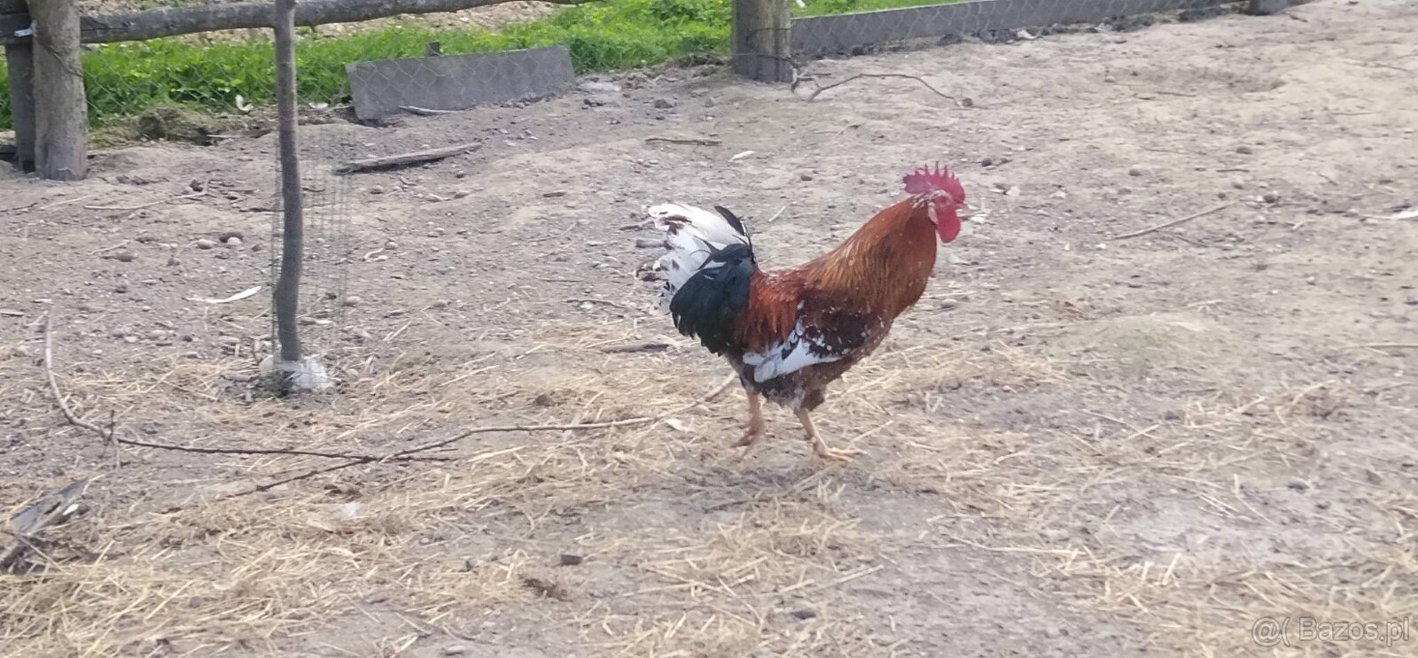 Koguty 2025 - 2