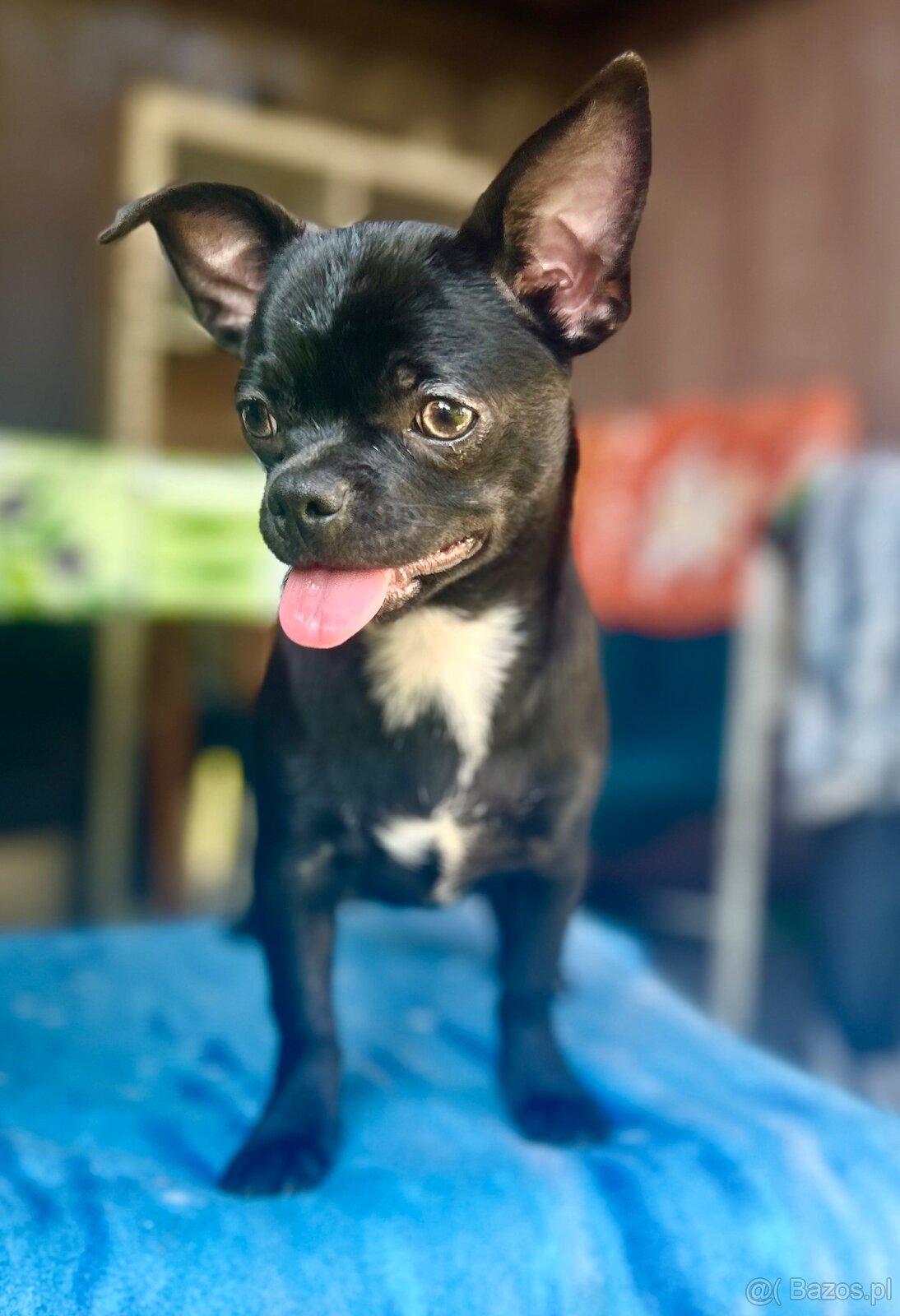 Chihuahua piesek , ZkwP - 2