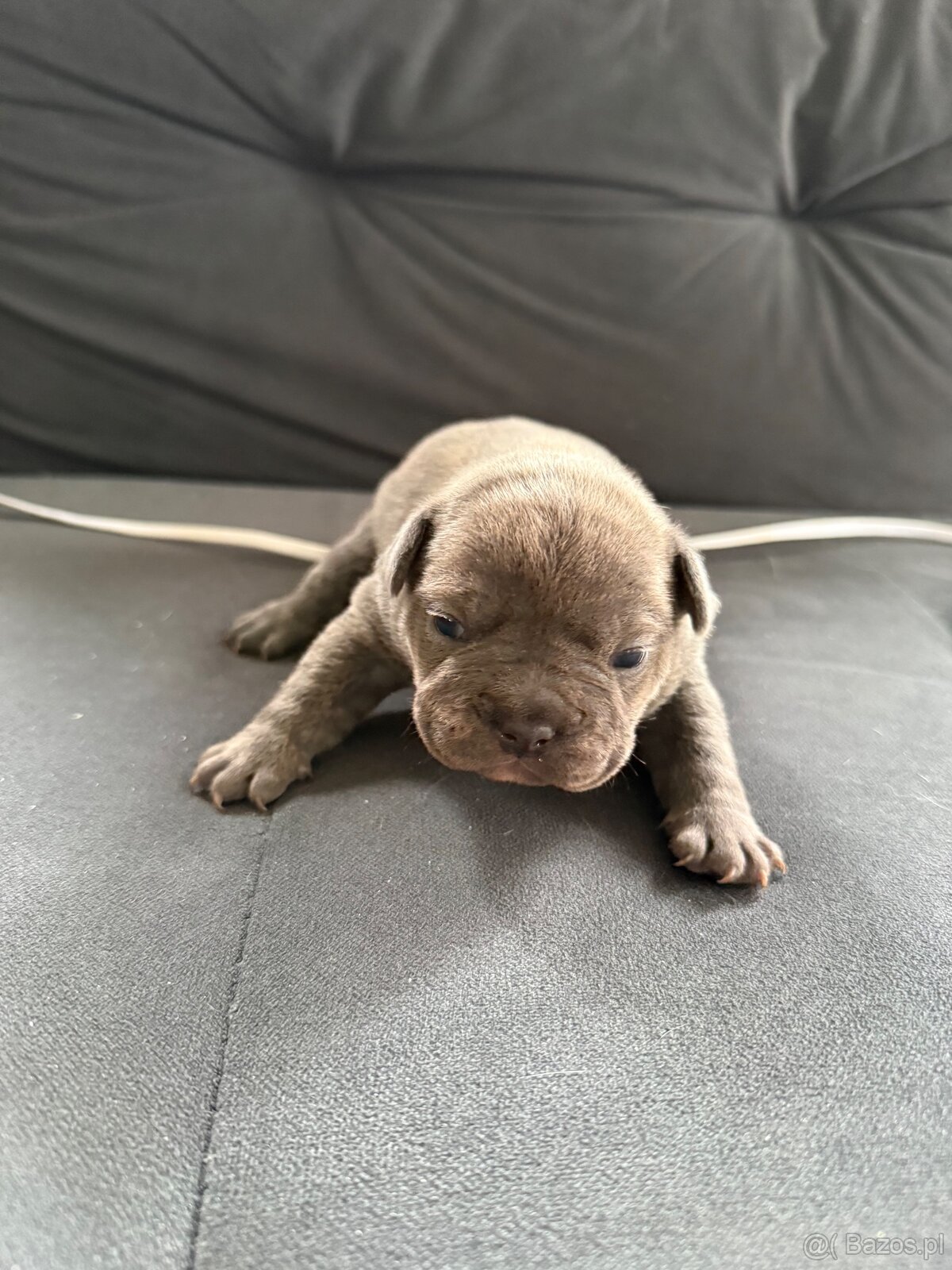 Szczenięta buldog francuski - 2