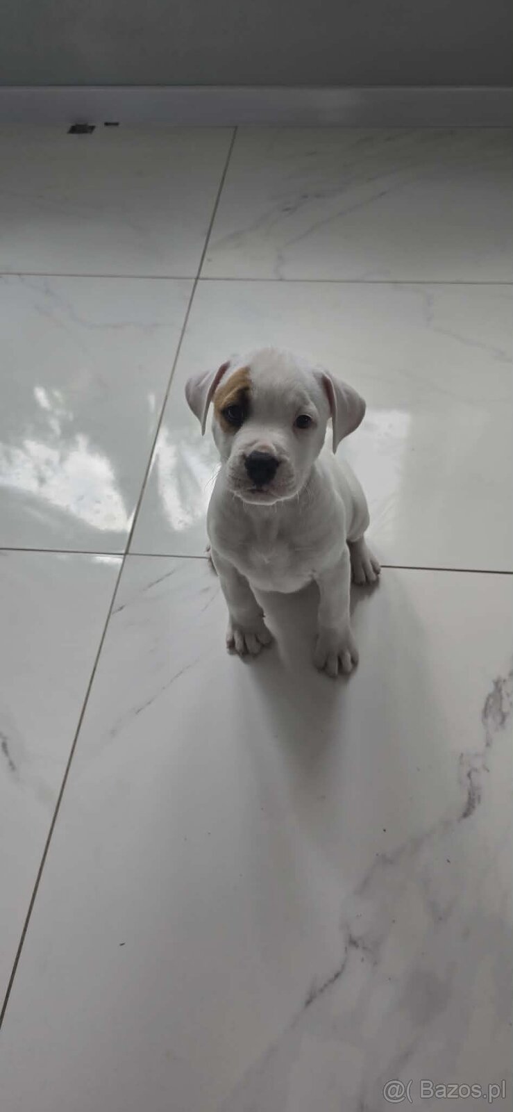 Szczeniaki amstaff - 2