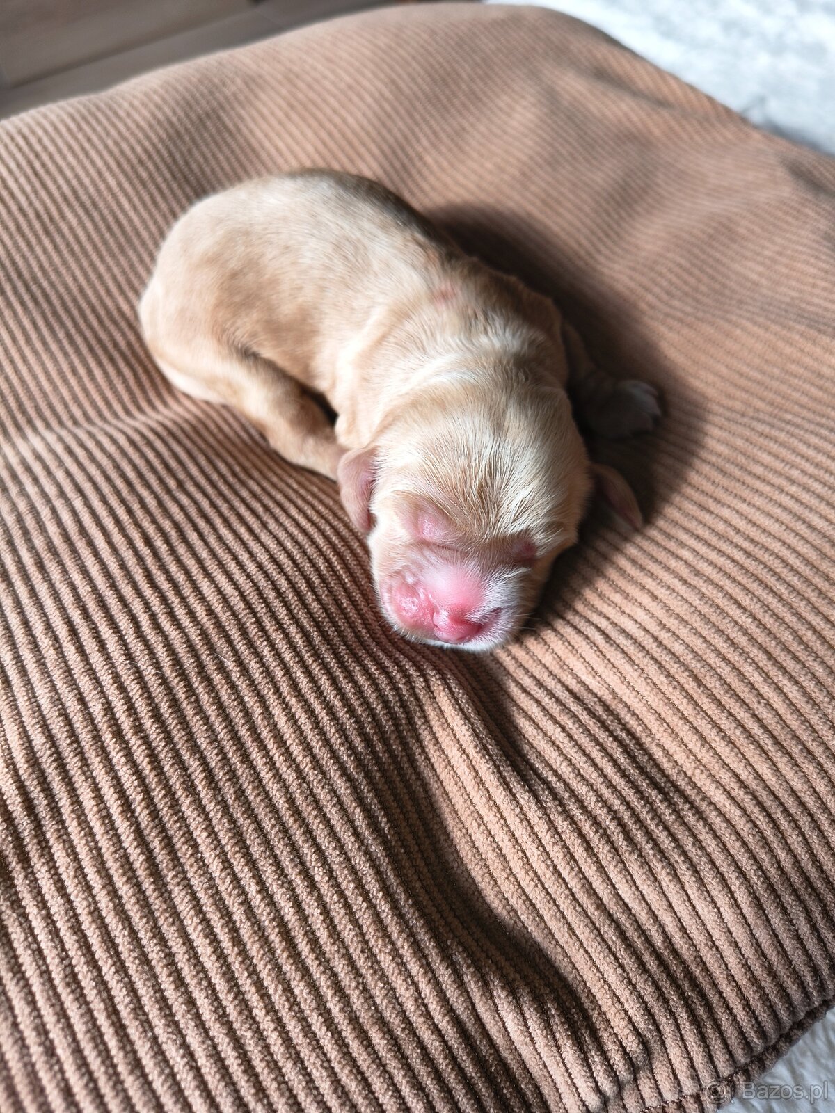 Szczeniak cocker spaniel angielski - 2