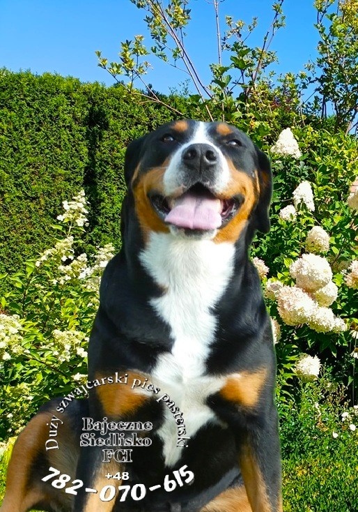 Duży szwajcarski pies pasterski szczeniaki hodowla FCI - 2