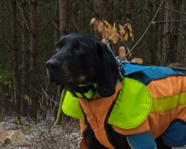 Reproduktor rasy GOŃCZY POLSKI tropiciel zaprasza suczki - 2
