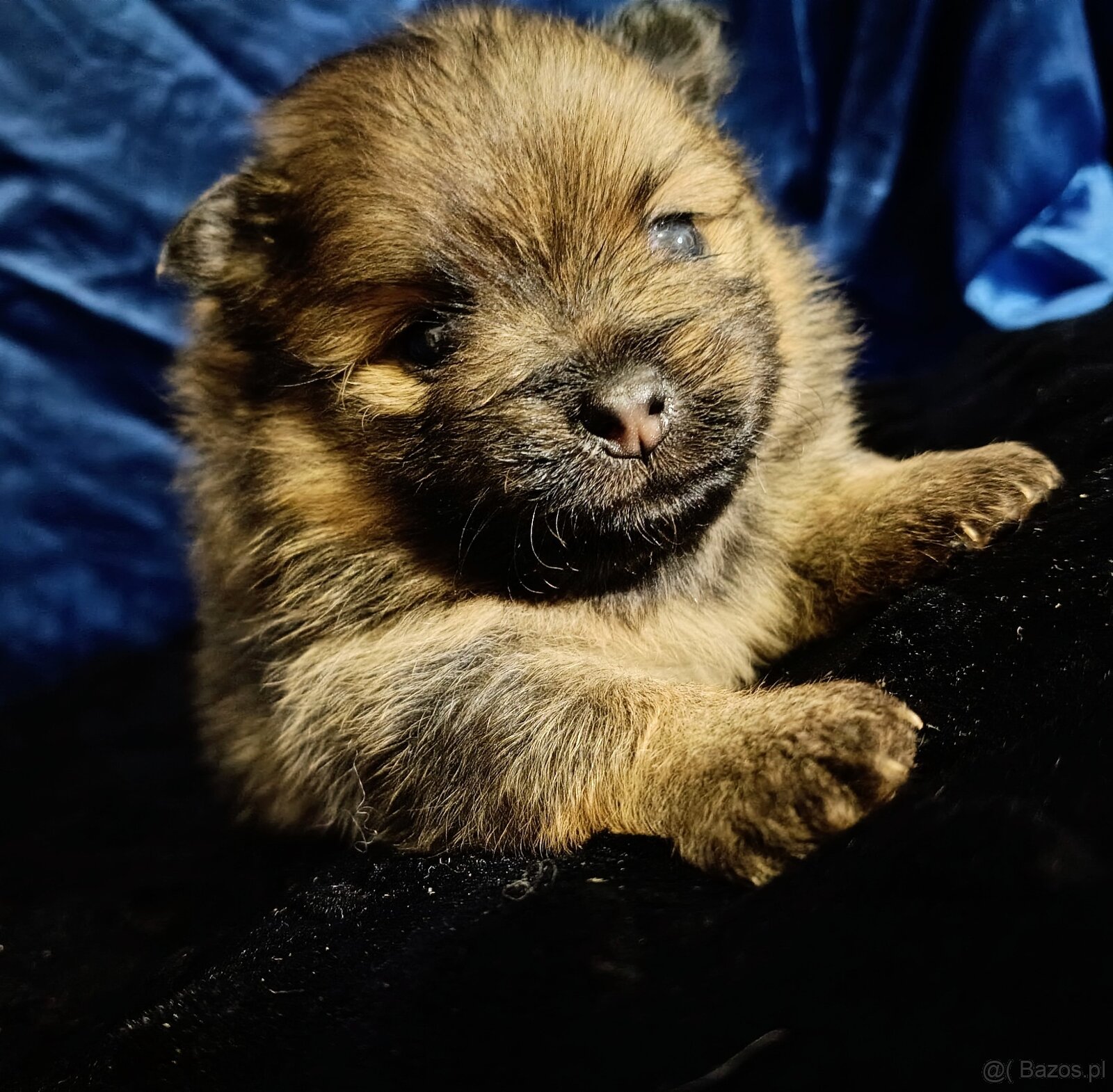 SUCZKA szpic miniaturowy pomeranian ORANGE SABLE - 2