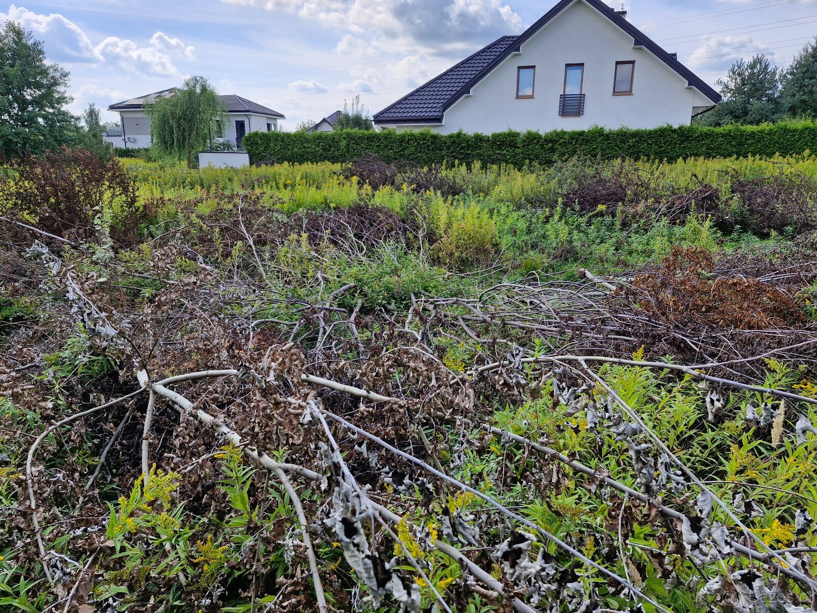 Wycięte drzewa i krzewy oddam np. na opał - 2