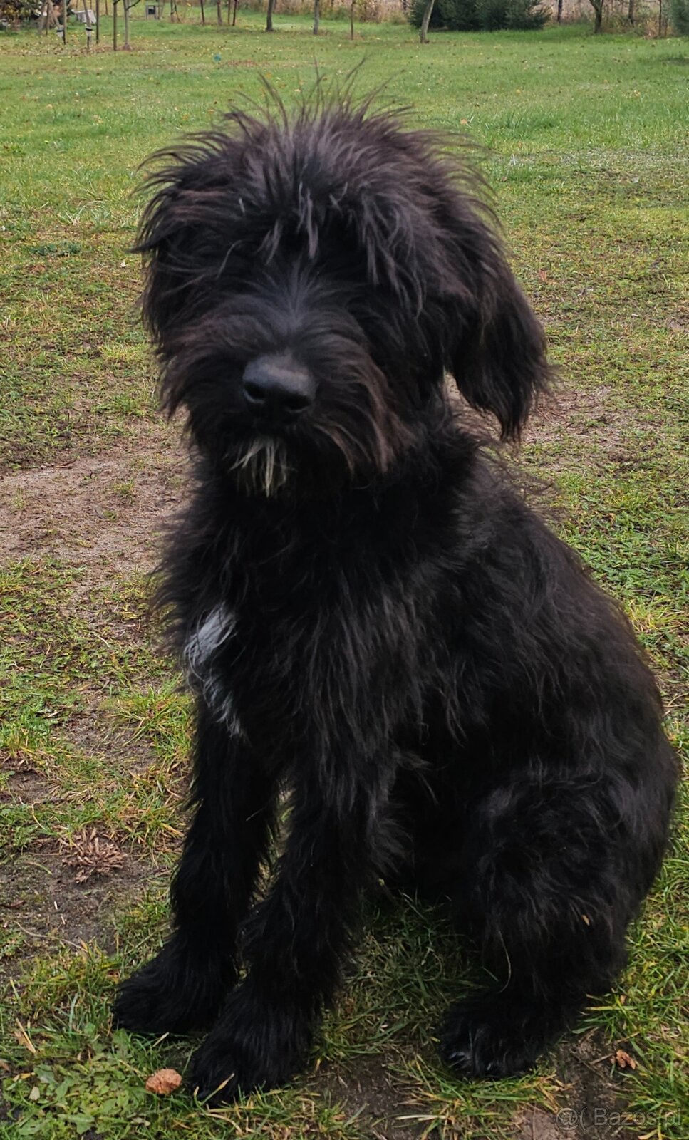 oddam szczeniaka - 2