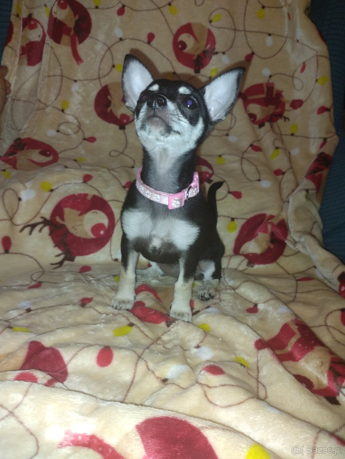 Chihuahua krótkowłosa - 2