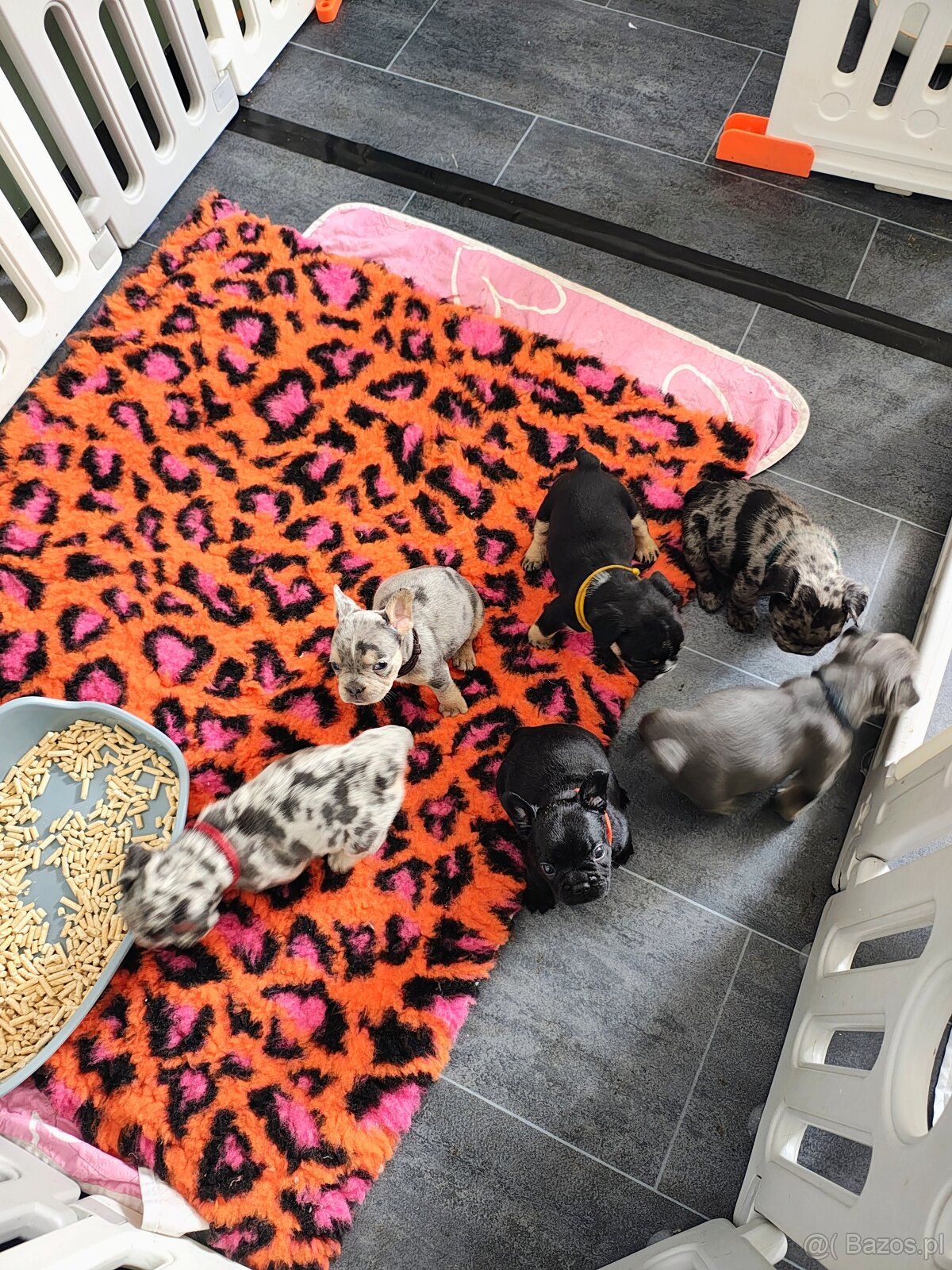 Buldogi francuskie - 2