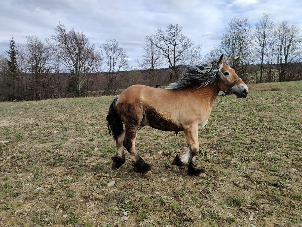 Ogier na sprzedaż - 2
