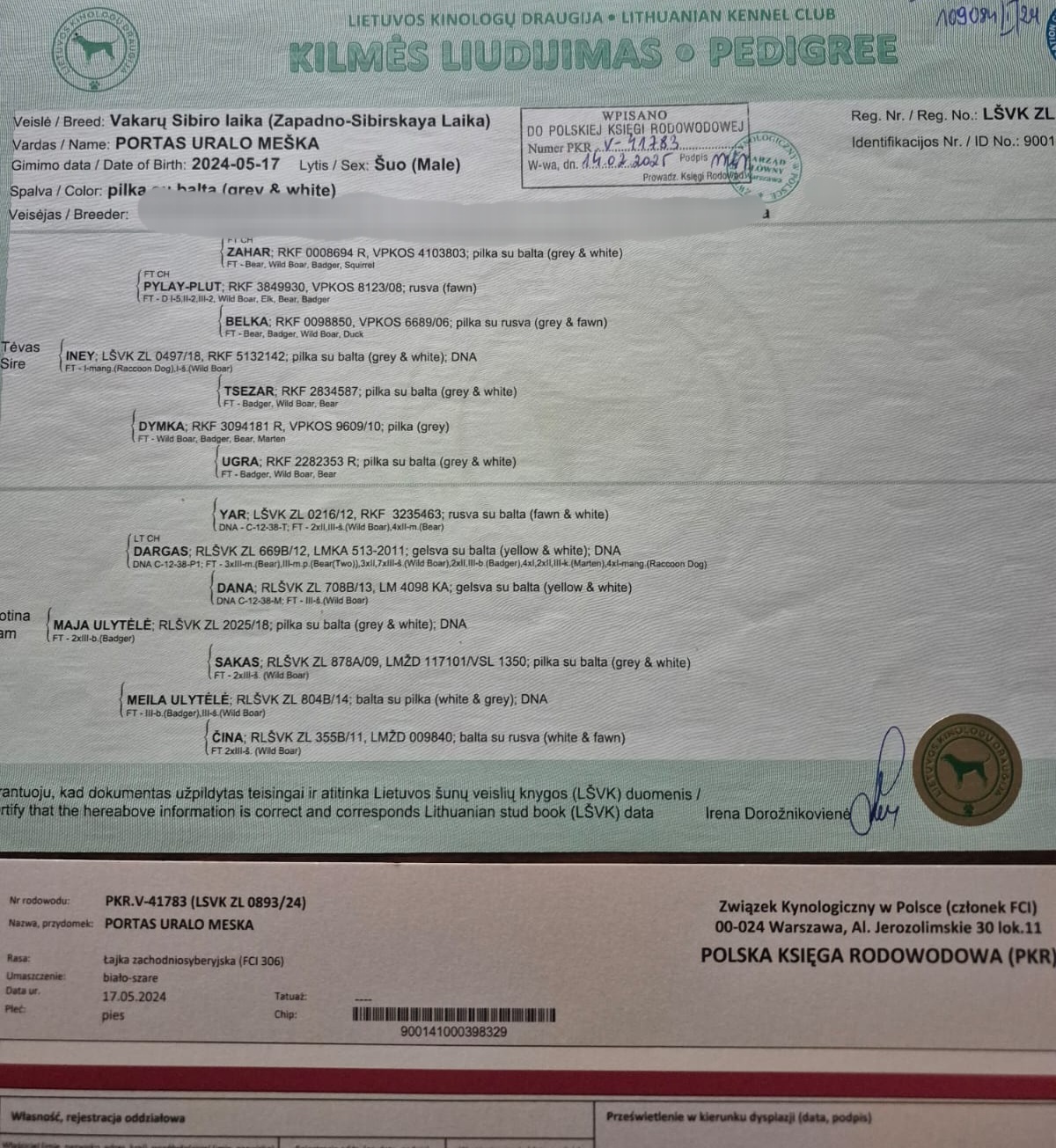 Szczeniaki Łajka zachodnio-syberyjska ZKwP FCI - 2